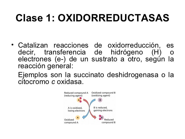 ejemplos de oxidorreductasas
